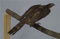 藏品(臺灣松雀鷹)的圖片